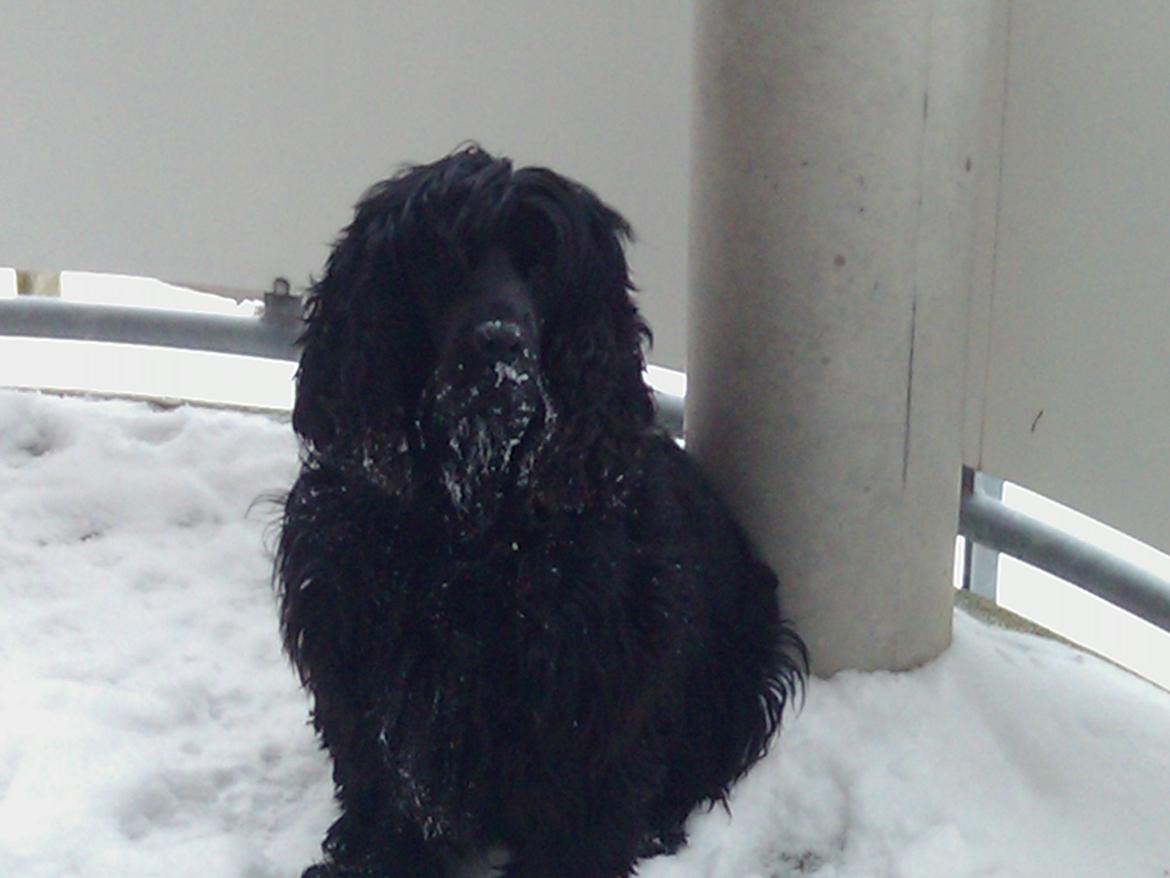 Cocker spaniel Tilde billede 11