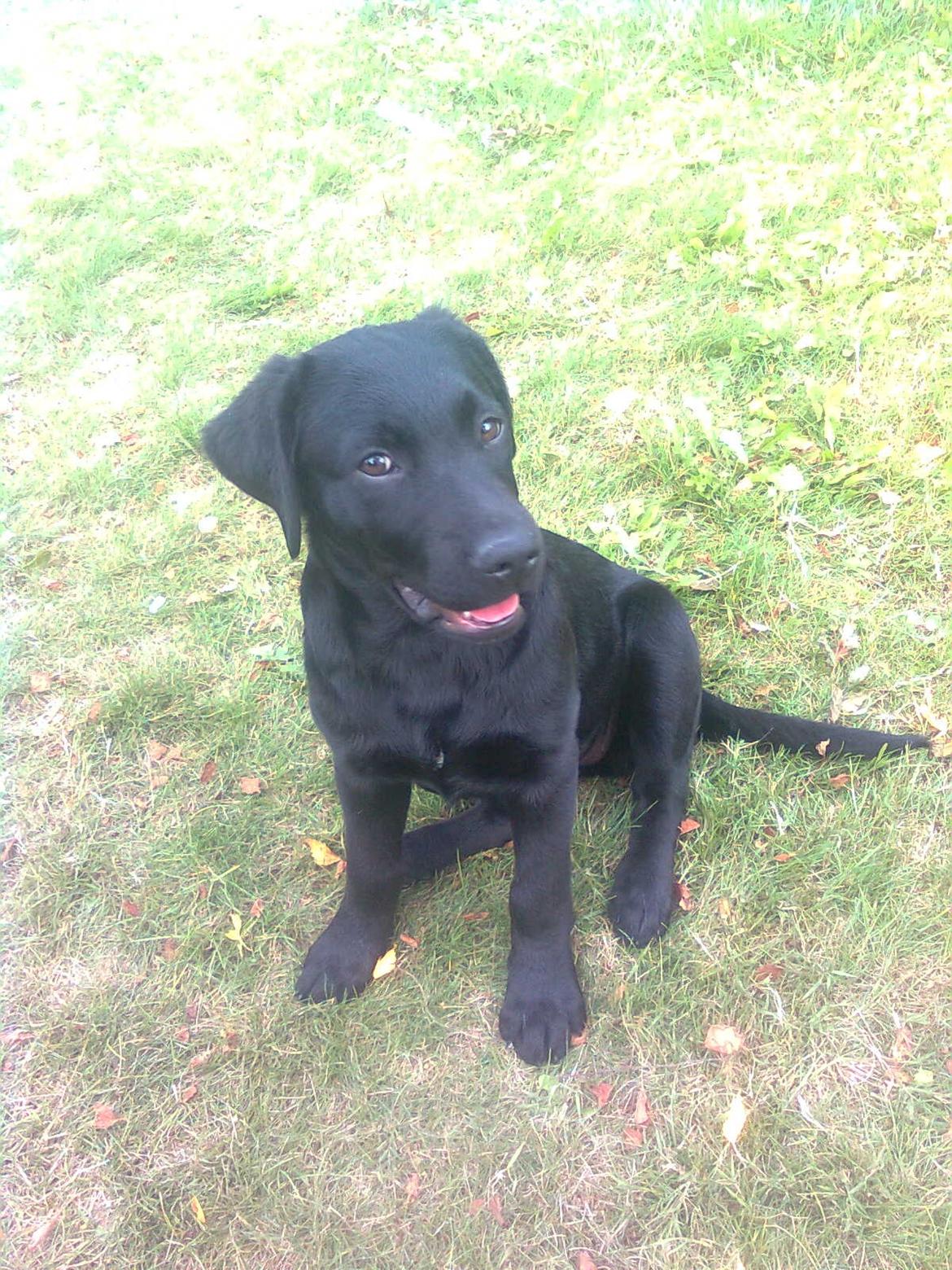 Labrador retriever Luna - Luna hvor hun ikke er så gammel (: billede 14