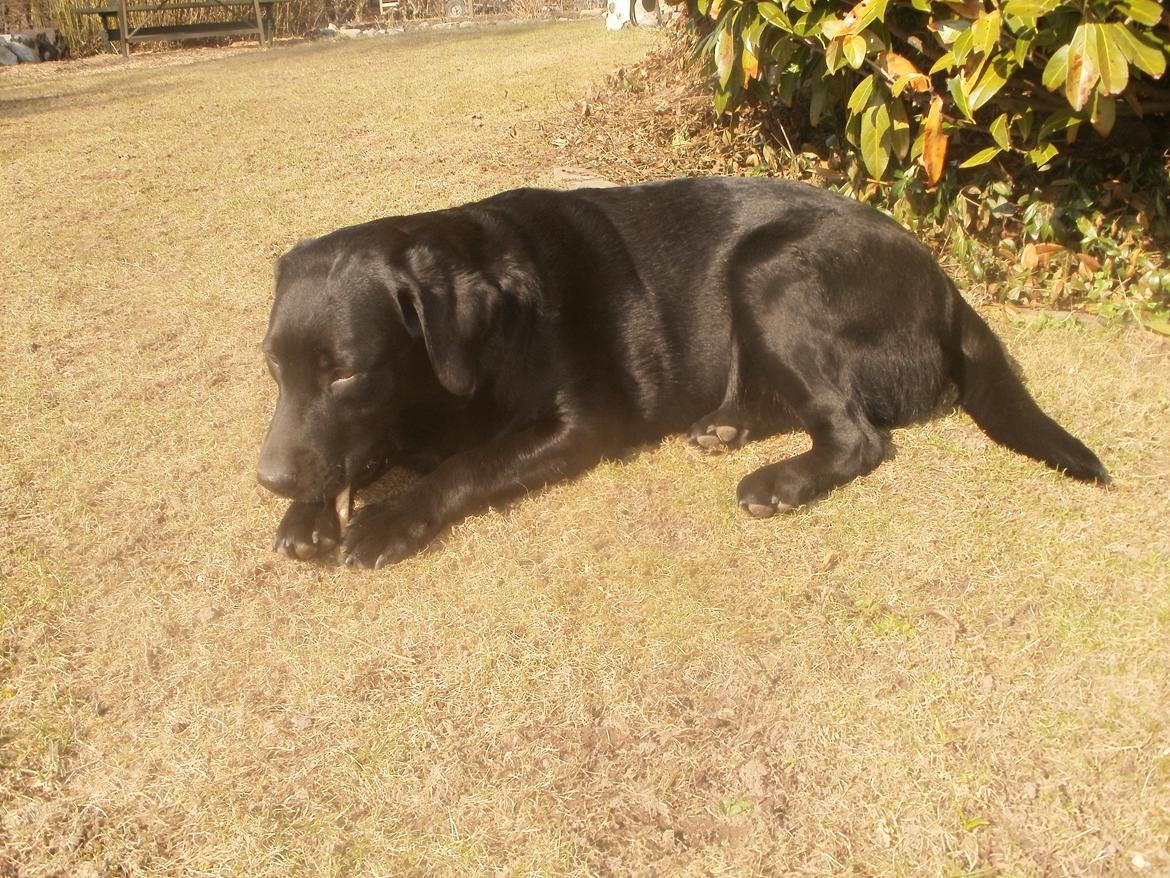 Labrador retriever Luna billede 13