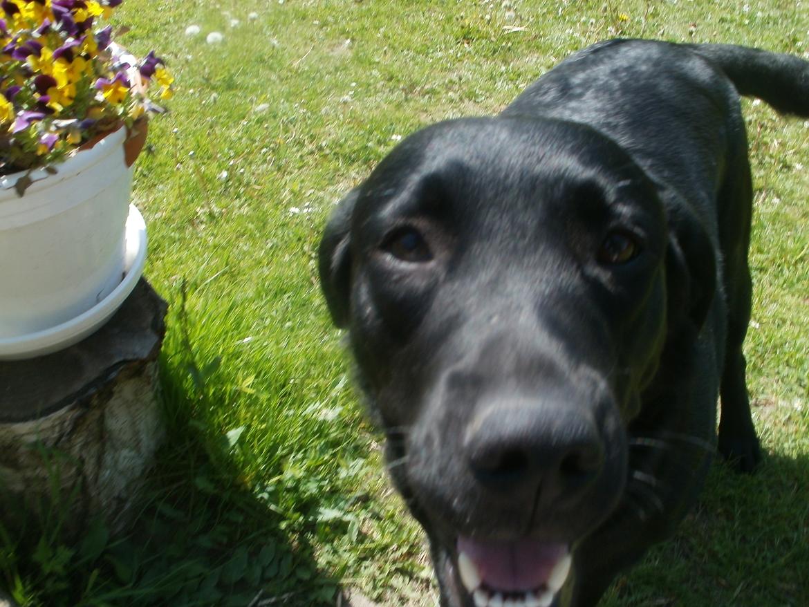 Labrador retriever Luna billede 5