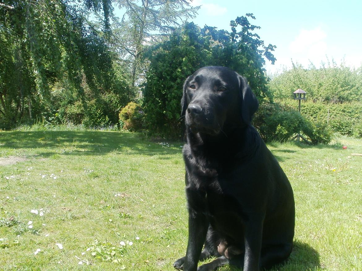Labrador retriever Luna billede 6