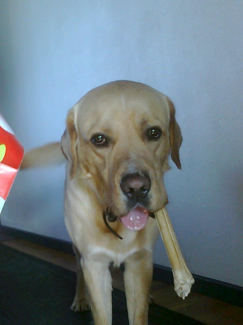 Labrador retriever Thor billede 3
