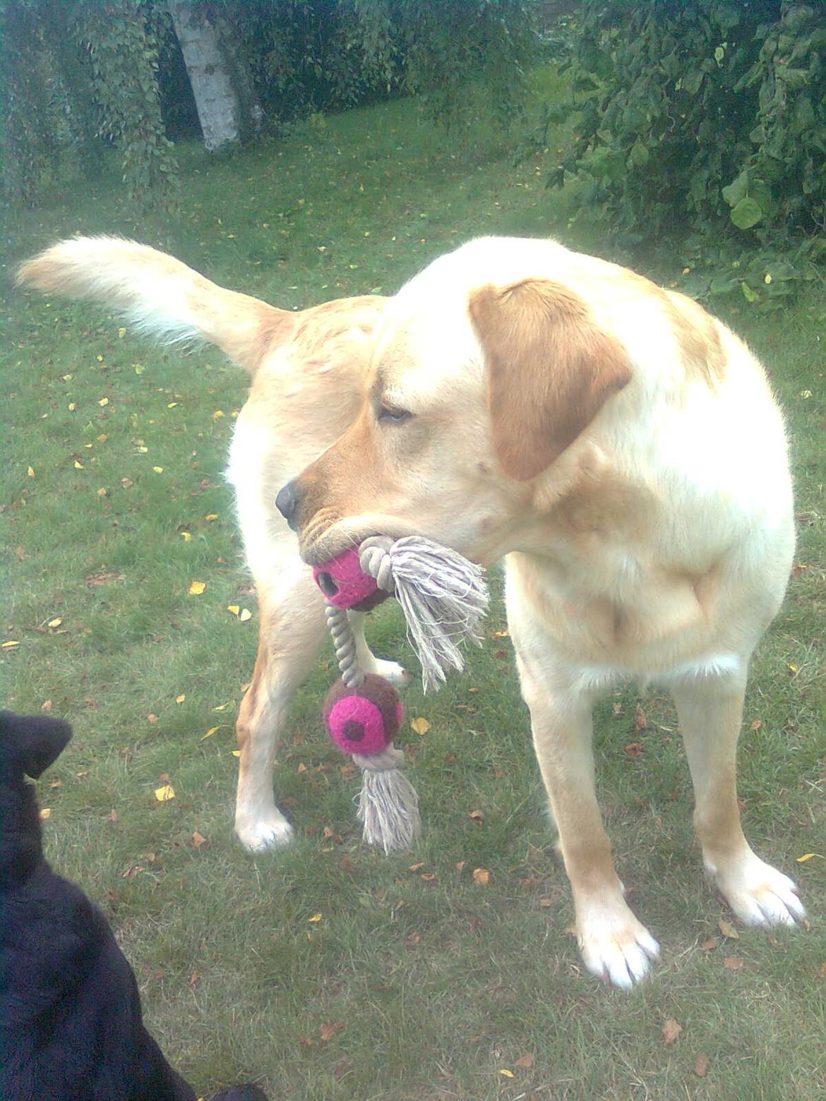 Labrador retriever Thor billede 4
