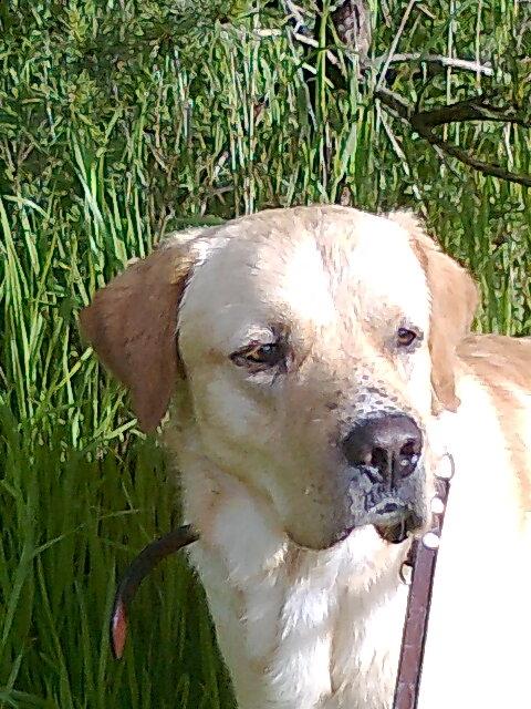 Labrador retriever Thor billede 11