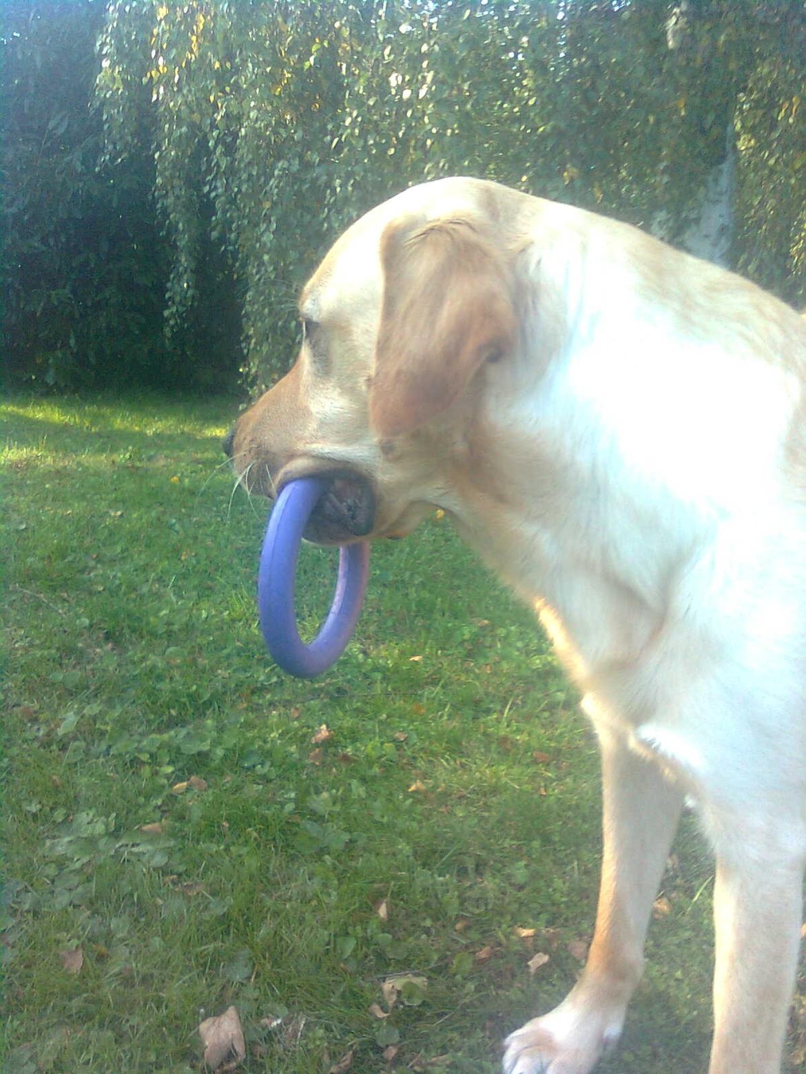 Labrador retriever Thor billede 10