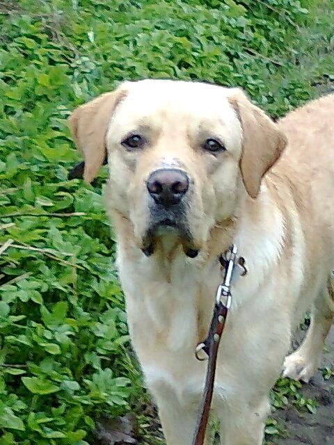 Labrador retriever Thor billede 5