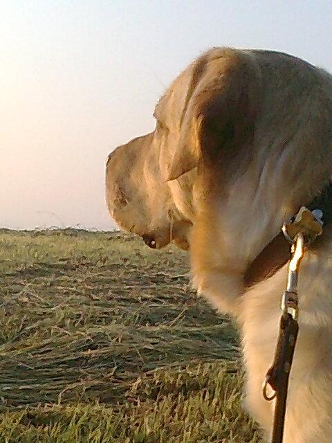 Labrador retriever Thor billede 8