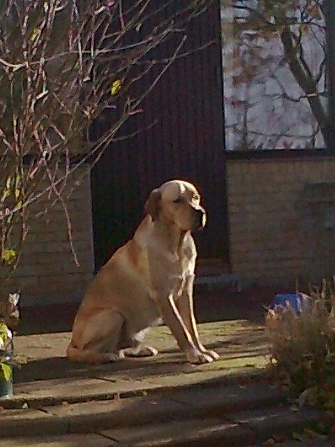 Labrador retriever Thor billede 17