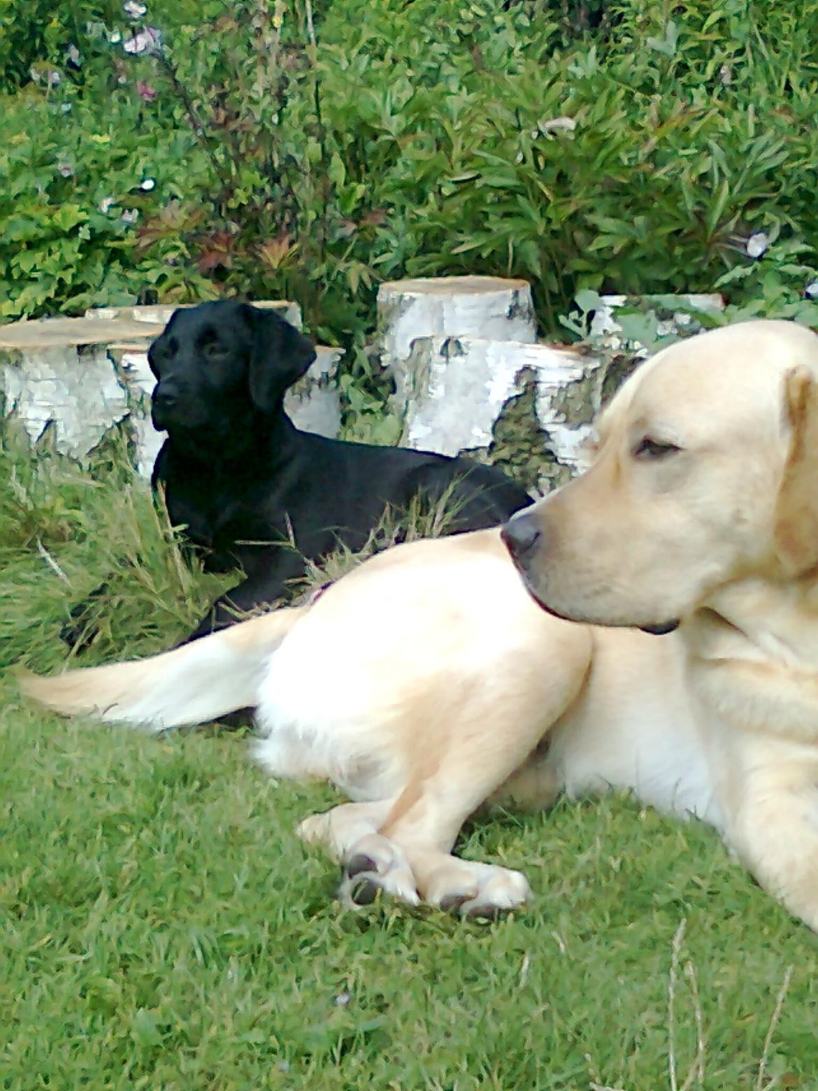 Labrador retriever Thor - Thor og Luna slapper af :) billede 14