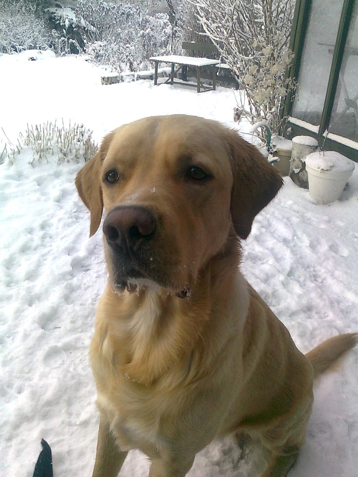 Labrador retriever Thor billede 2