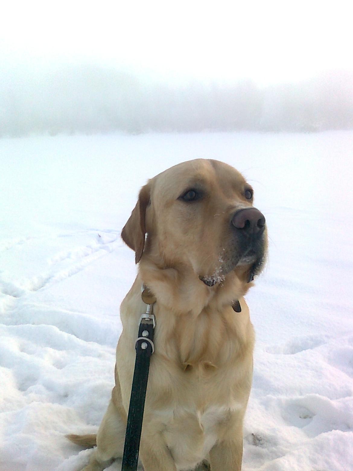 Labrador retriever Thor billede 15