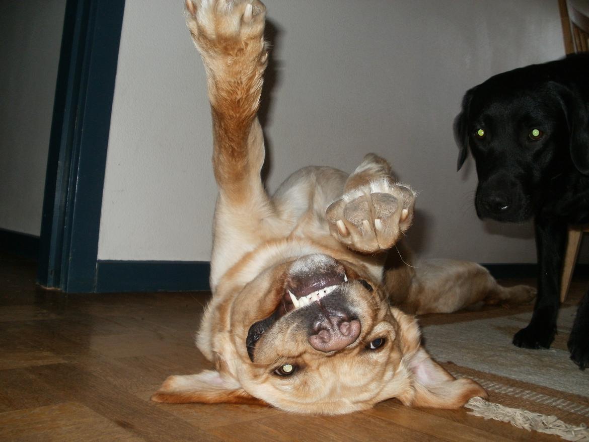 Labrador retriever Thor - Smil<3 Vi nyder det, mens Luna bare står og glor på.. :p billede 7
