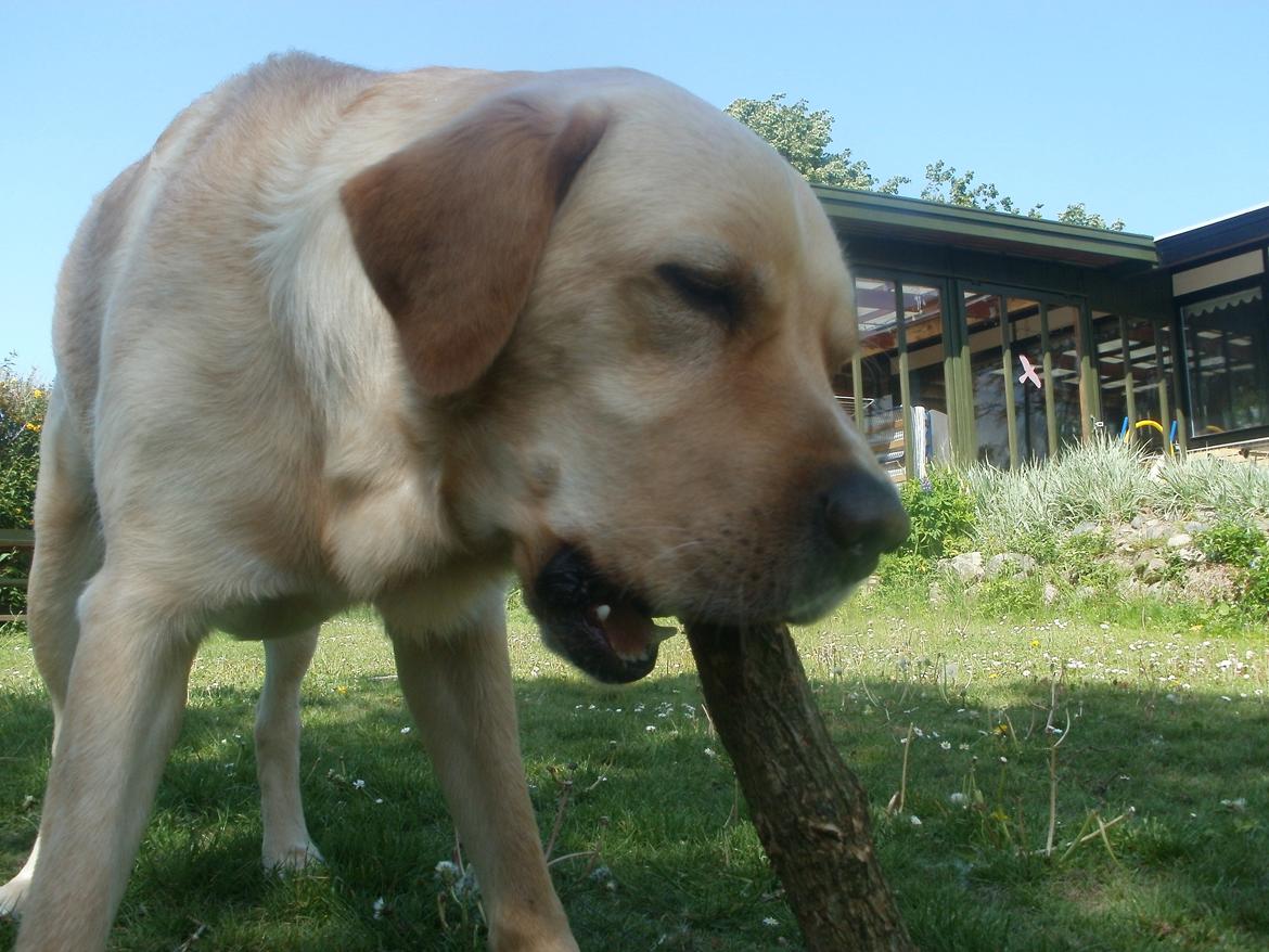 Labrador retriever Thor billede 6
