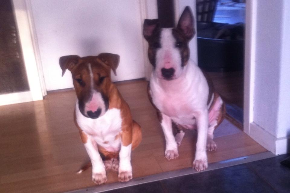 Bullterrier Mulle billede 23