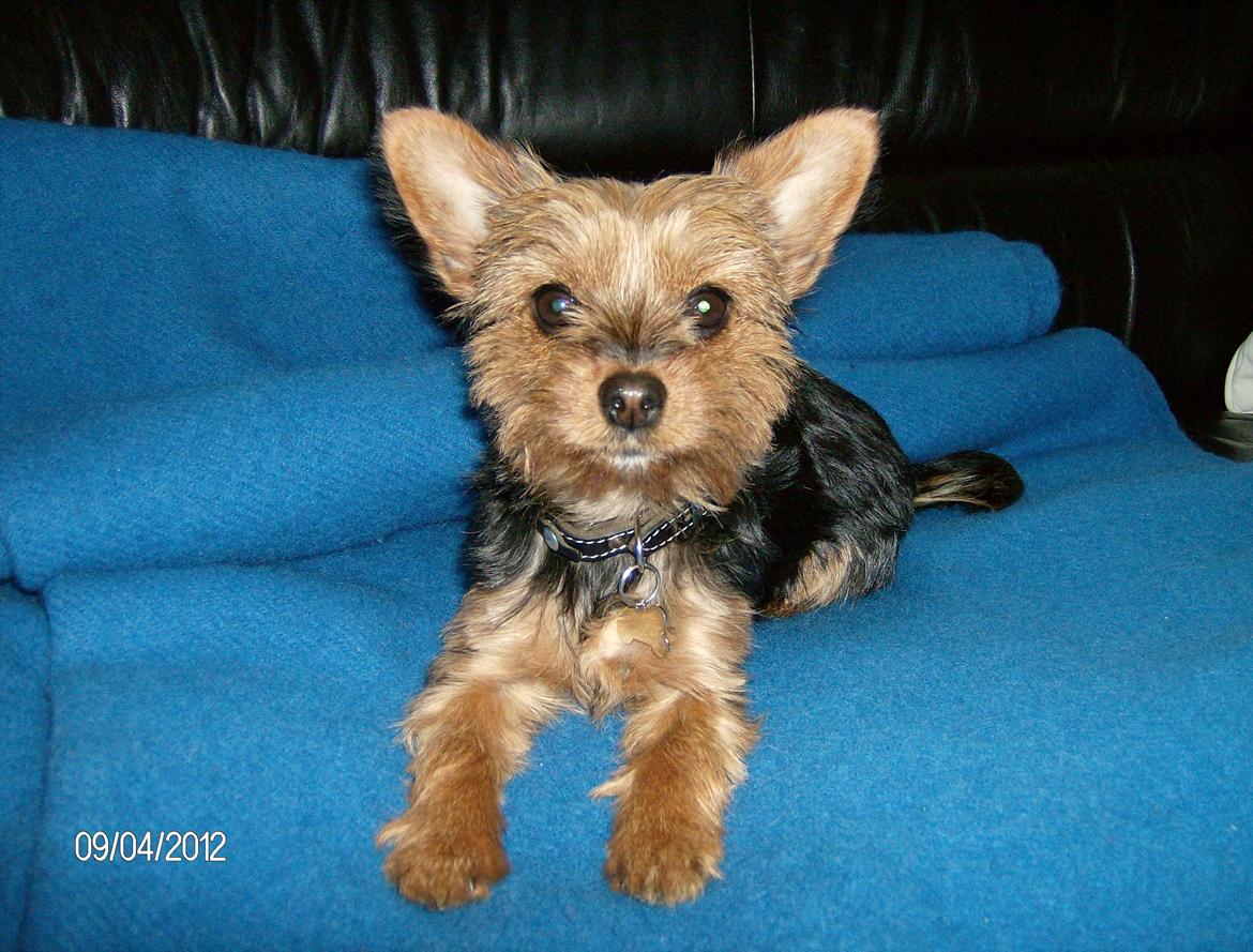Yorkshire terrier Chili - Prinsesse "sofahund", fin og nyklippet. billede 1