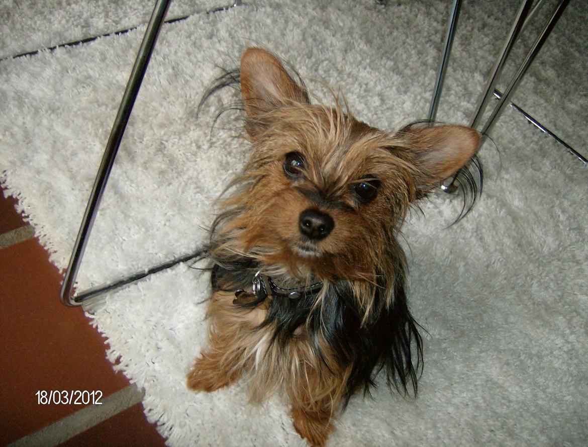 Yorkshire terrier Chili - Før babypelsen røg sig en tur ! billede 2