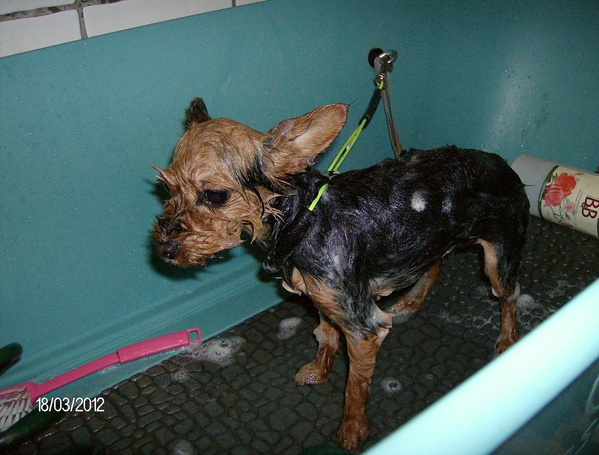 Yorkshire terrier Chili - Så er jeg klippet, men var ikke blevet oplyst om, at der var wellnes og bad med i prisen...........og tørring - vuf ! billede 3