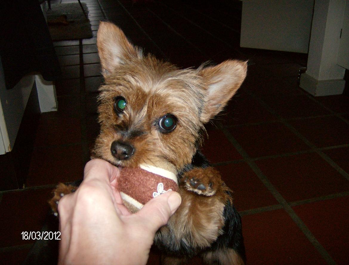 Yorkshire terrier Chili - Fin og tør med ny bold ! :o) billede 4