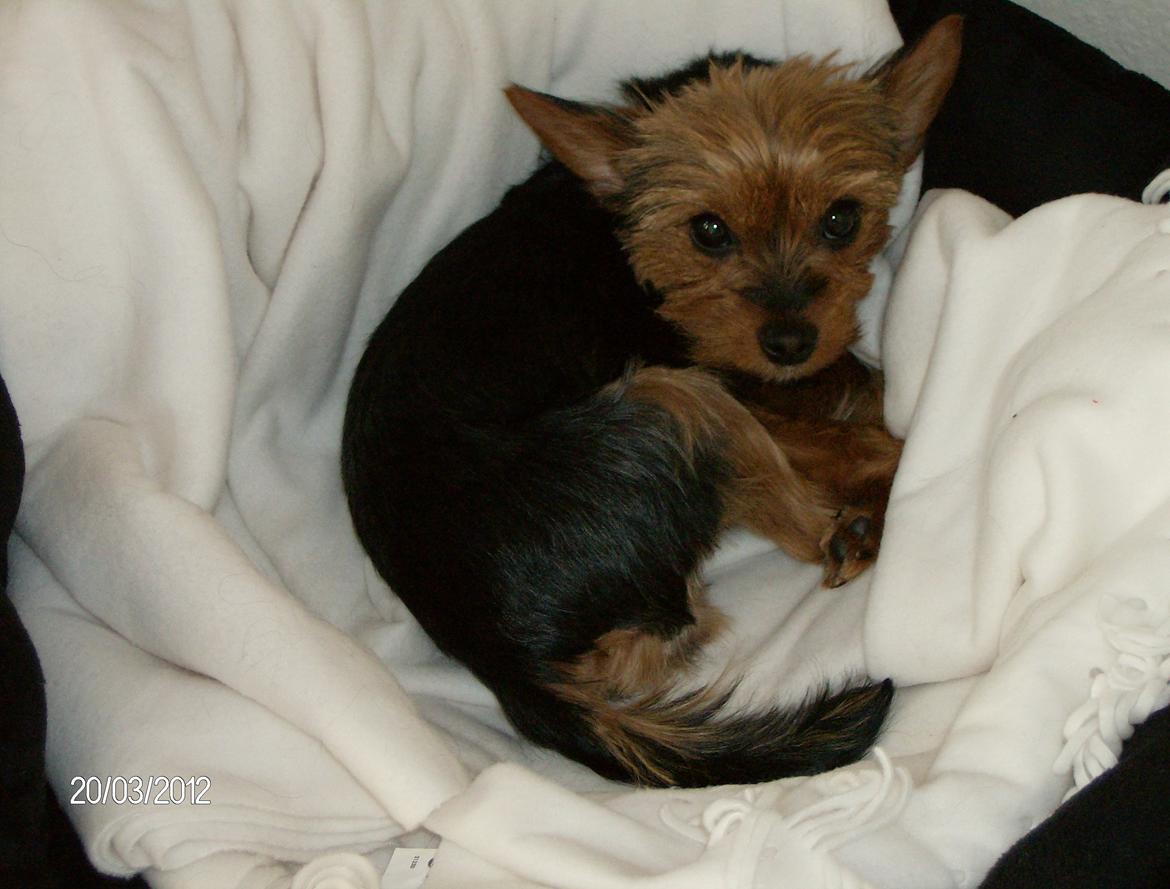 Yorkshire terrier Chili - Ku' man måske lige få lidt privatliv - tak ! billede 5