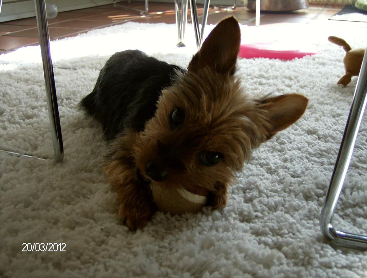 Yorkshire terrier Chili - Hygge under spisebordet. billede 6