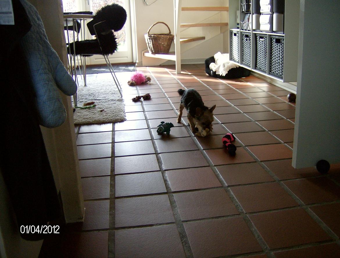 Yorkshire terrier Chili - Ligner det et hjem med børn, siden jeg flyttede ind ? Hvor er problemet ? billede 7