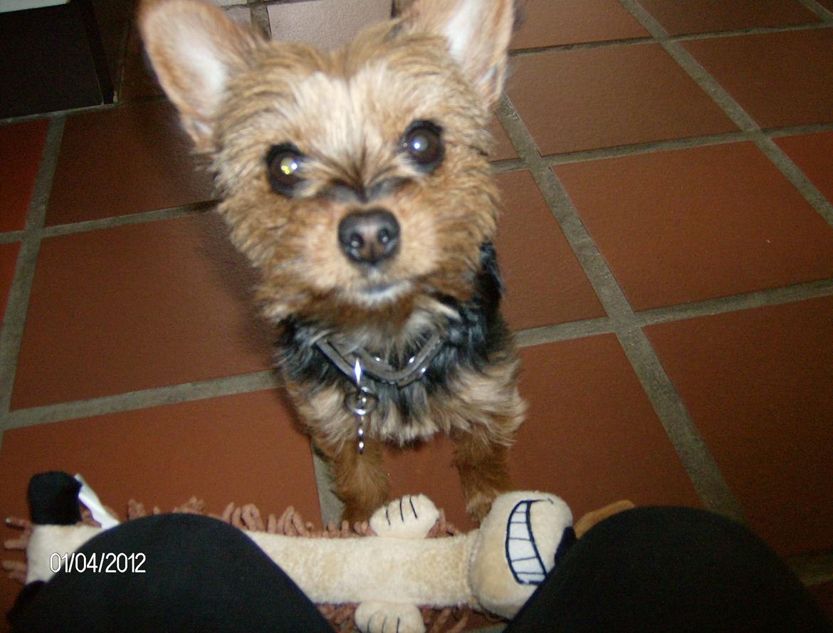 Yorkshire terrier Chili - Ska' vi ikke lege lidt med pølsehunden ? billede 8