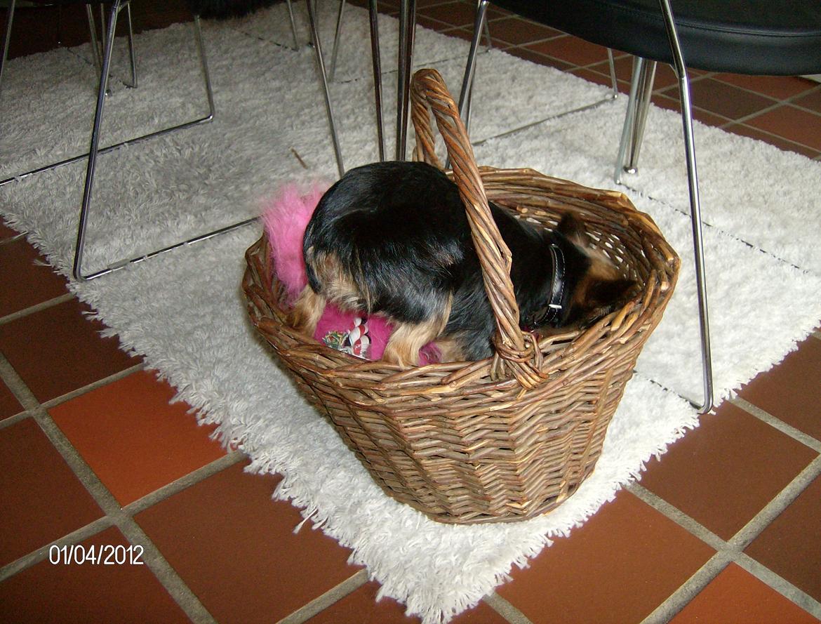 Yorkshire terrier Chili - Jeg er altså ligeglad med, at der skal støvsuges og vaskes gulv - mit legetøj skal ikke ligge i kurven ! billede 9