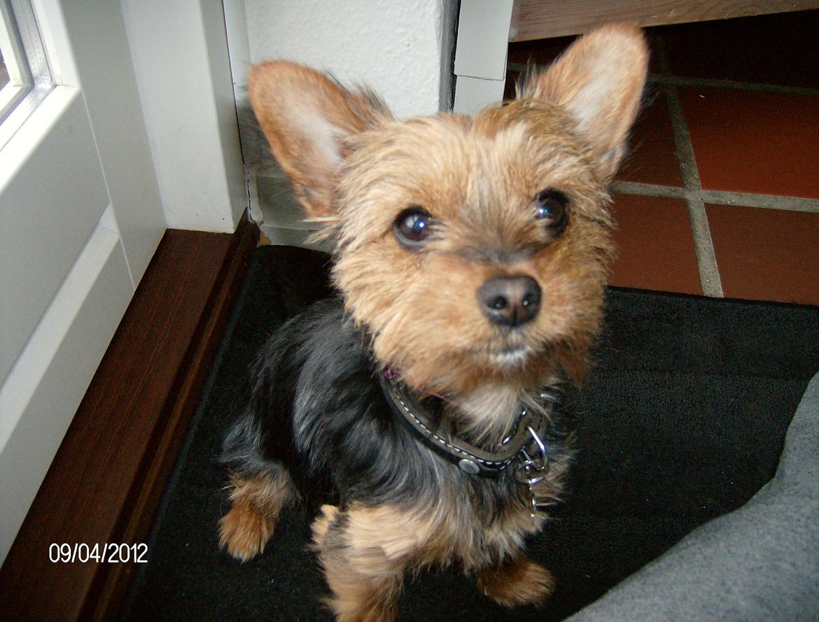 Yorkshire terrier Chili - Kan man være mere sød end mig ? ;o) billede 10