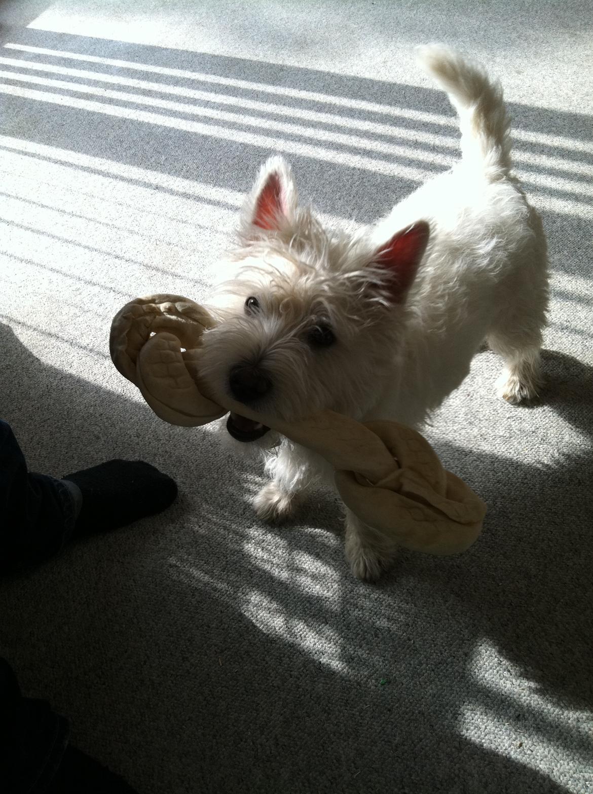 West highland white terrier Bastian - Se lige mit fine kødben :o) billede 15