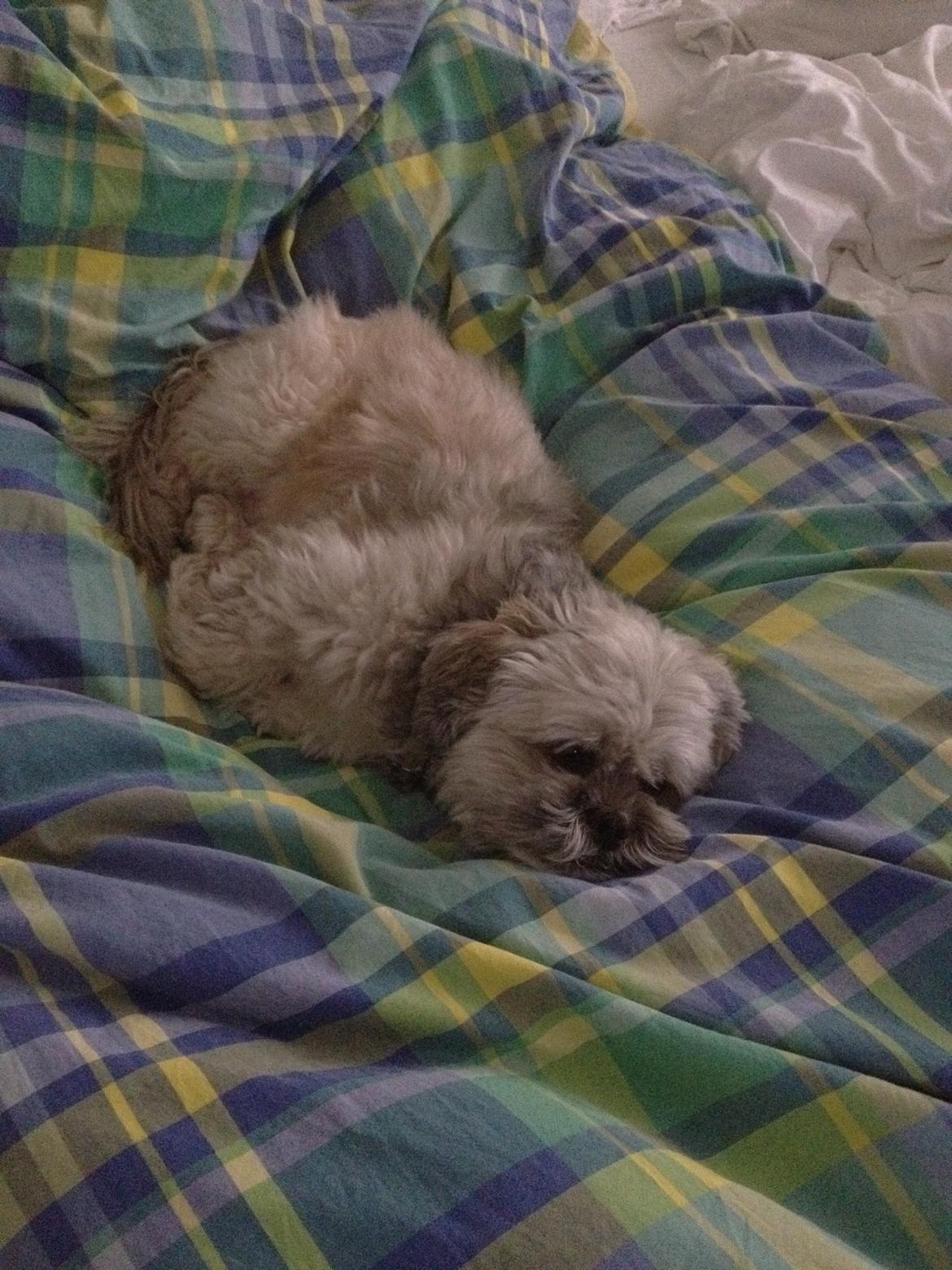 Lhasa apso Oskar billede 19