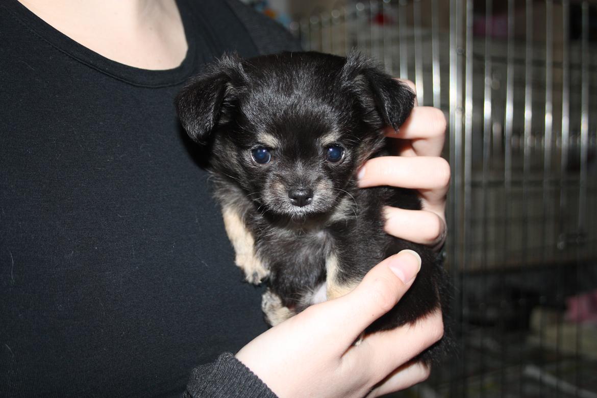 Chihuahua Licabi's Alba - Alba 6 uger og 3 dage gammel:) billede 11