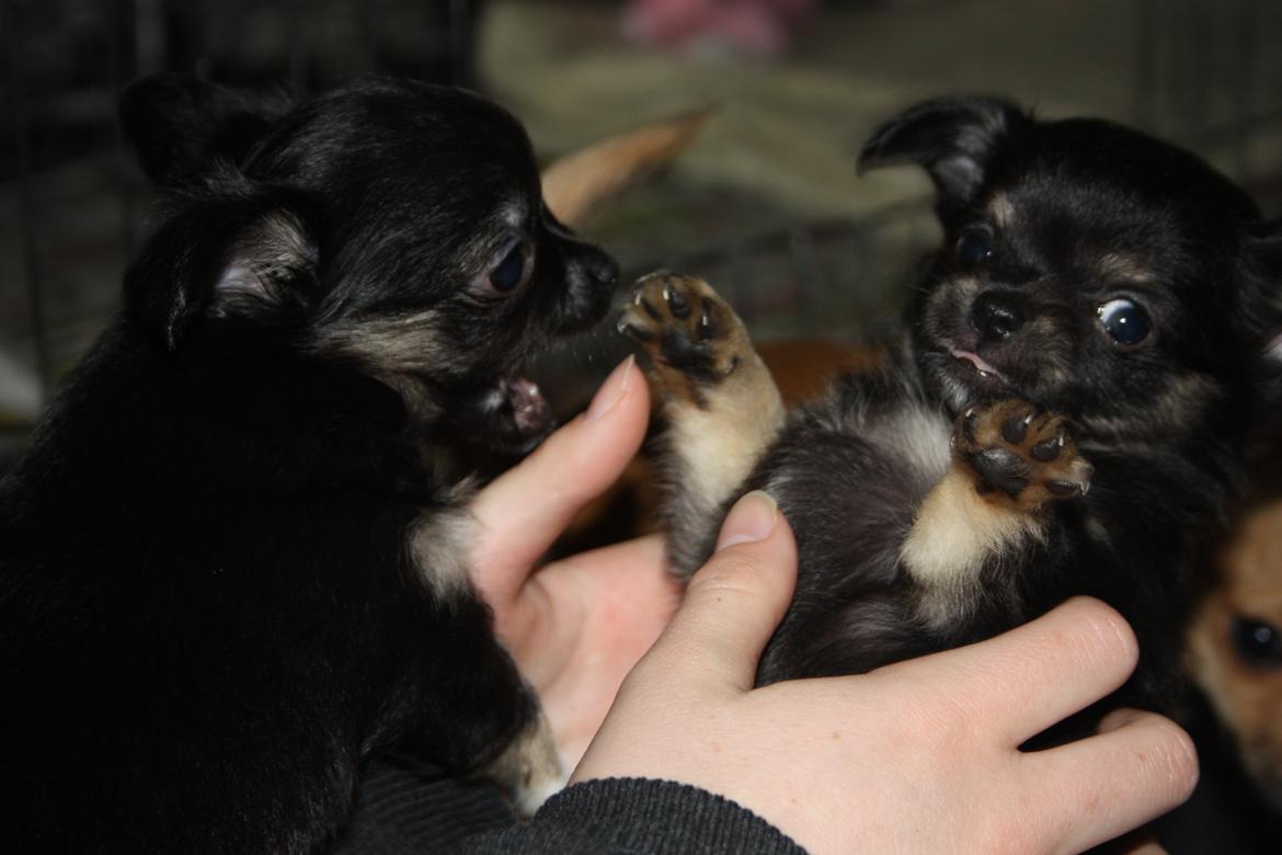Chihuahua Licabi's Alba - Alba 6 uger og 3 dage gammel, leger med sin bror Anto <3 billede 12