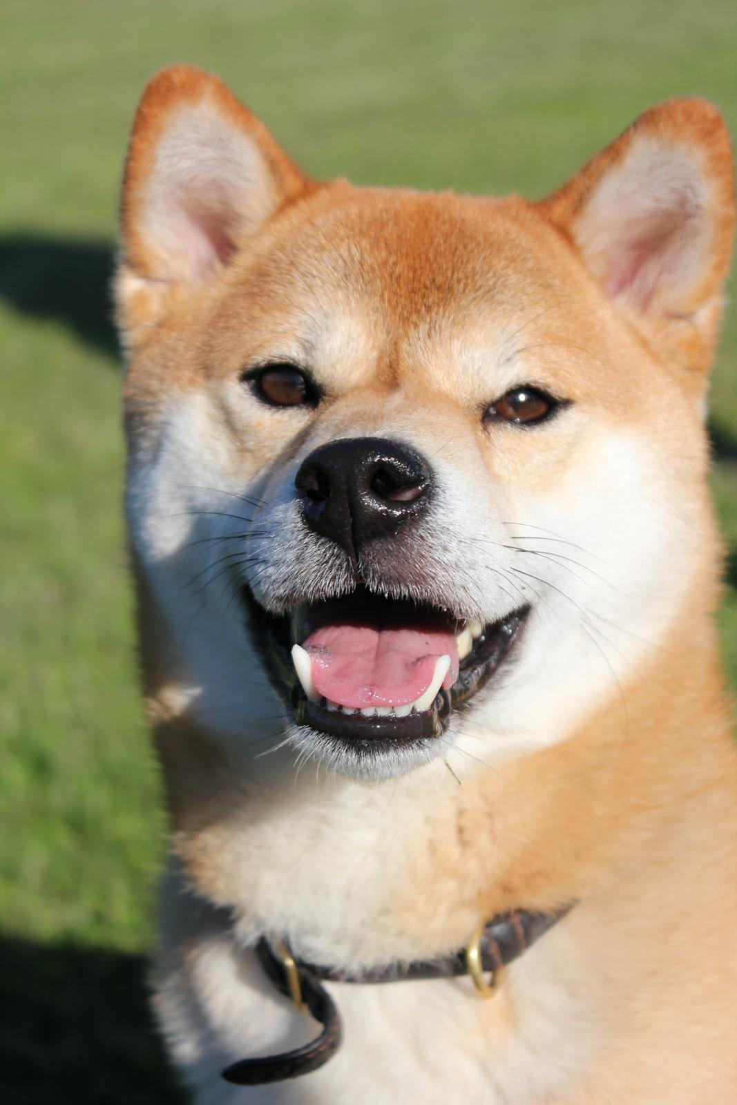 Shiba Gizmo billede 1