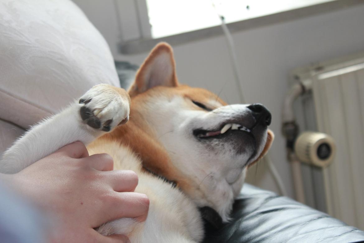 Shiba Gizmo billede 3