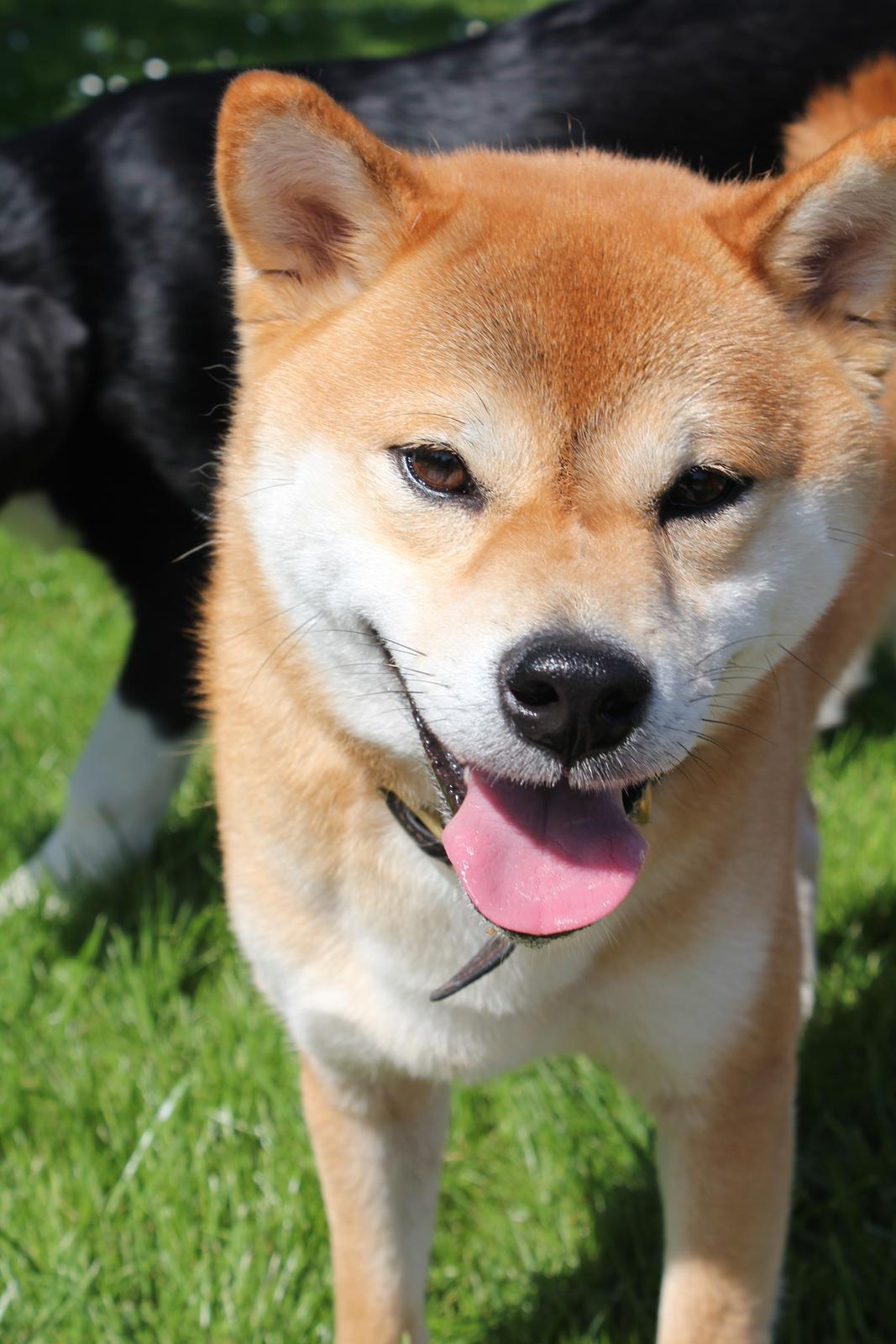 Shiba Gizmo billede 5