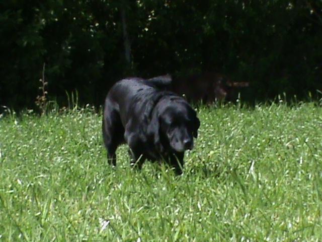 Labrador retriever Siggi - Siggi lister lidt omkring på ponyernes folde.. Sommeren 2011, tror jeg :-). billede 11