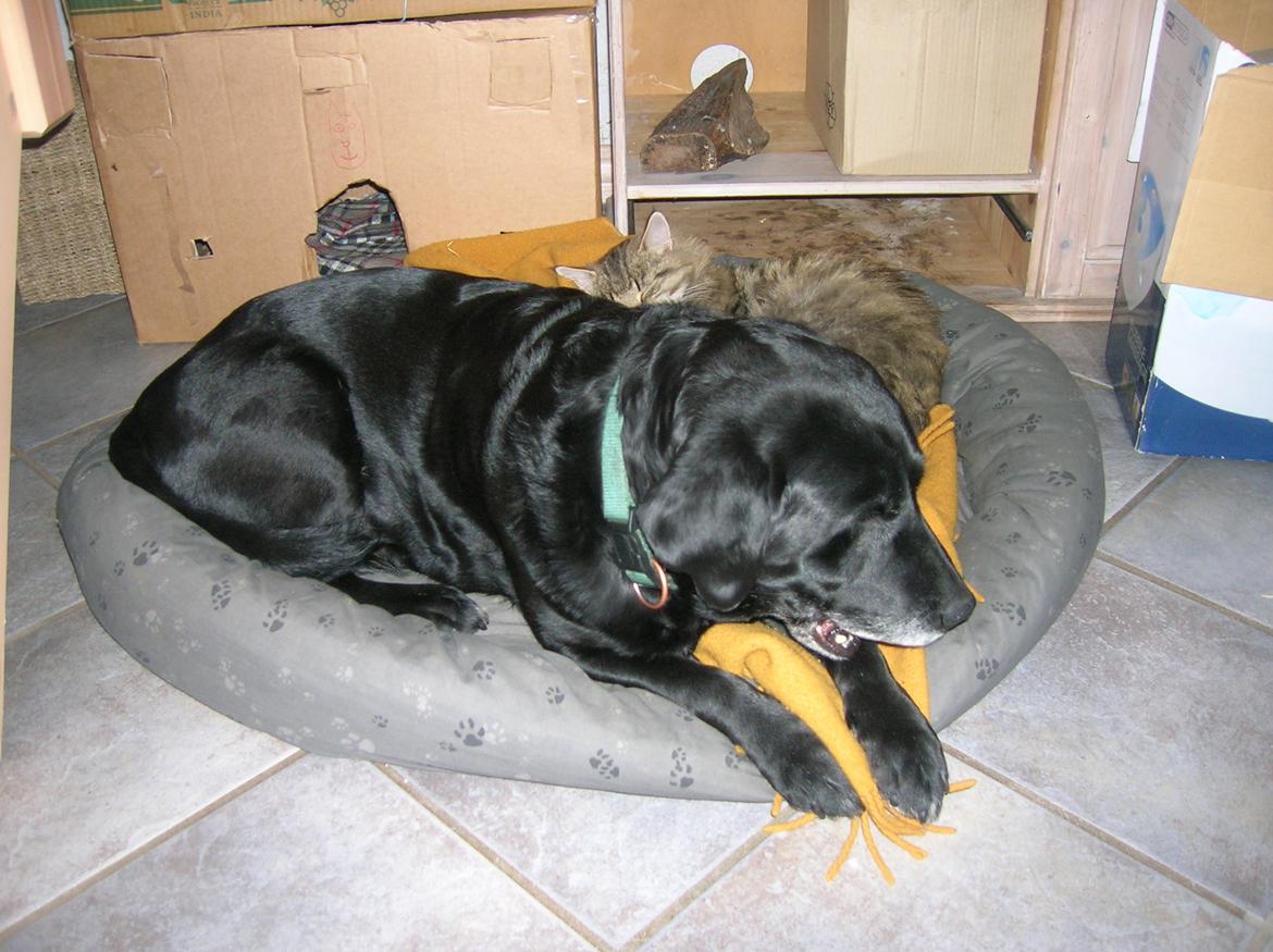 Labrador retriever Siggi - Siggi's mave og numse er vidst ved at være for stor til den hunde kurv der... :-) billede 12