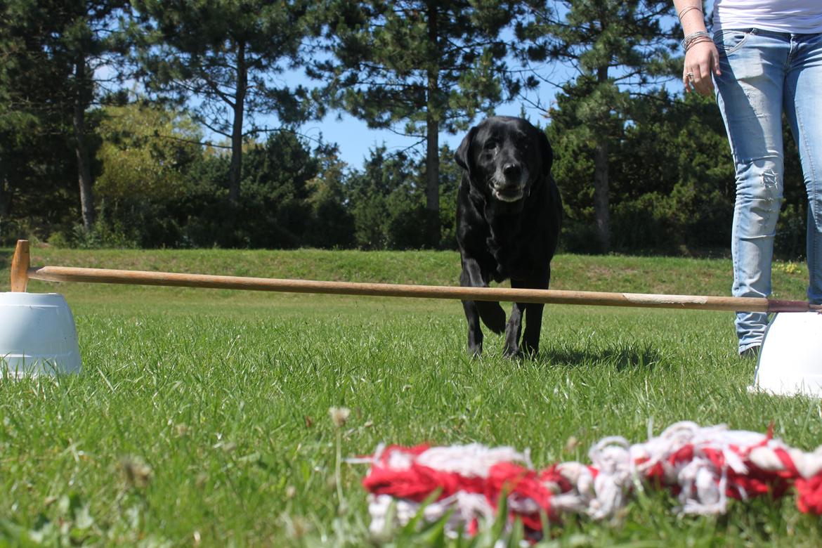 Labrador retriever Siggi - Gamle Siggi, som springer et meget lille, lille spring i sommerhus.. :-)
Taget sommern 2011 eller 2010.  billede 5