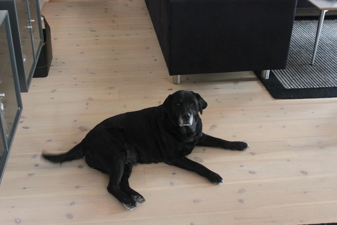 Labrador retriever Siggi - Siggi som her nyder at være med i sommerhus, så hun bare kan være sig selv og slappe af .. :-* billede 13