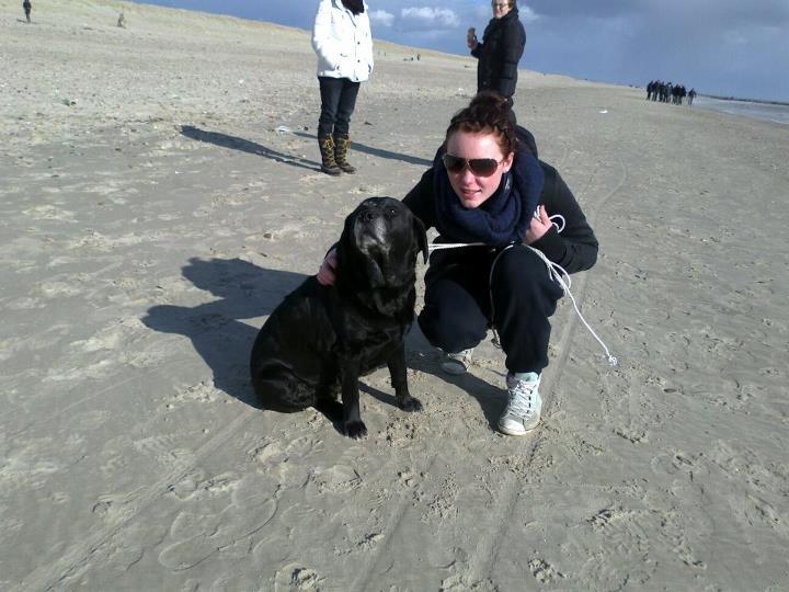 Labrador retriever Siggi - Sidste gang Siggi var med i sommerhus og på stranden.. :-/.
 Taget lørdag d. 7 april 2012. <3 billede 2