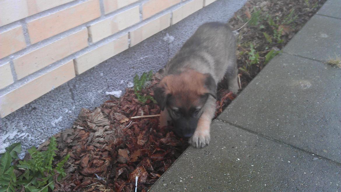 Schæferhund kegean  - det er KEAGAN billede 5