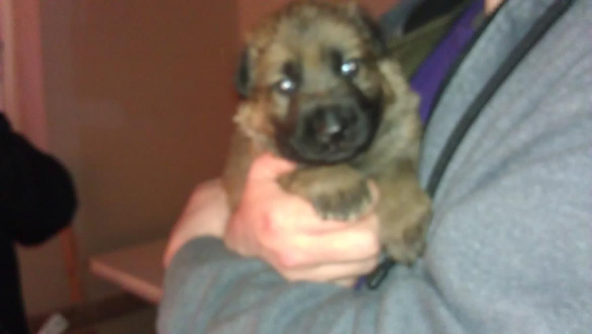 Schæferhund kegean  billede 3