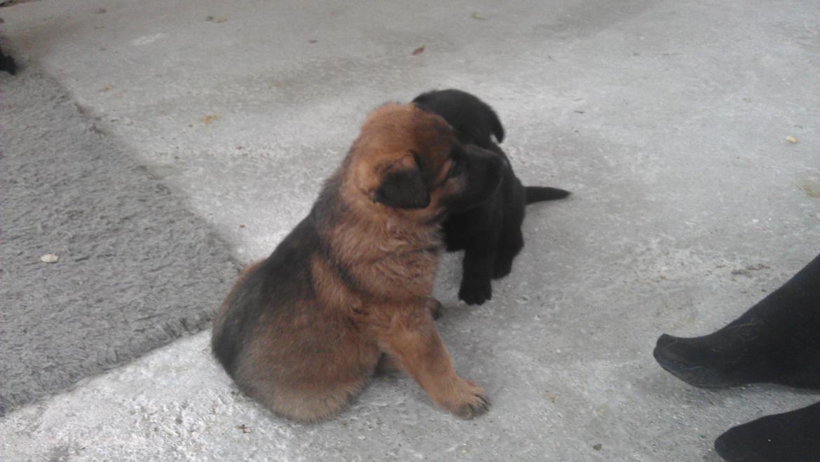 Schæferhund kegean  billede 4