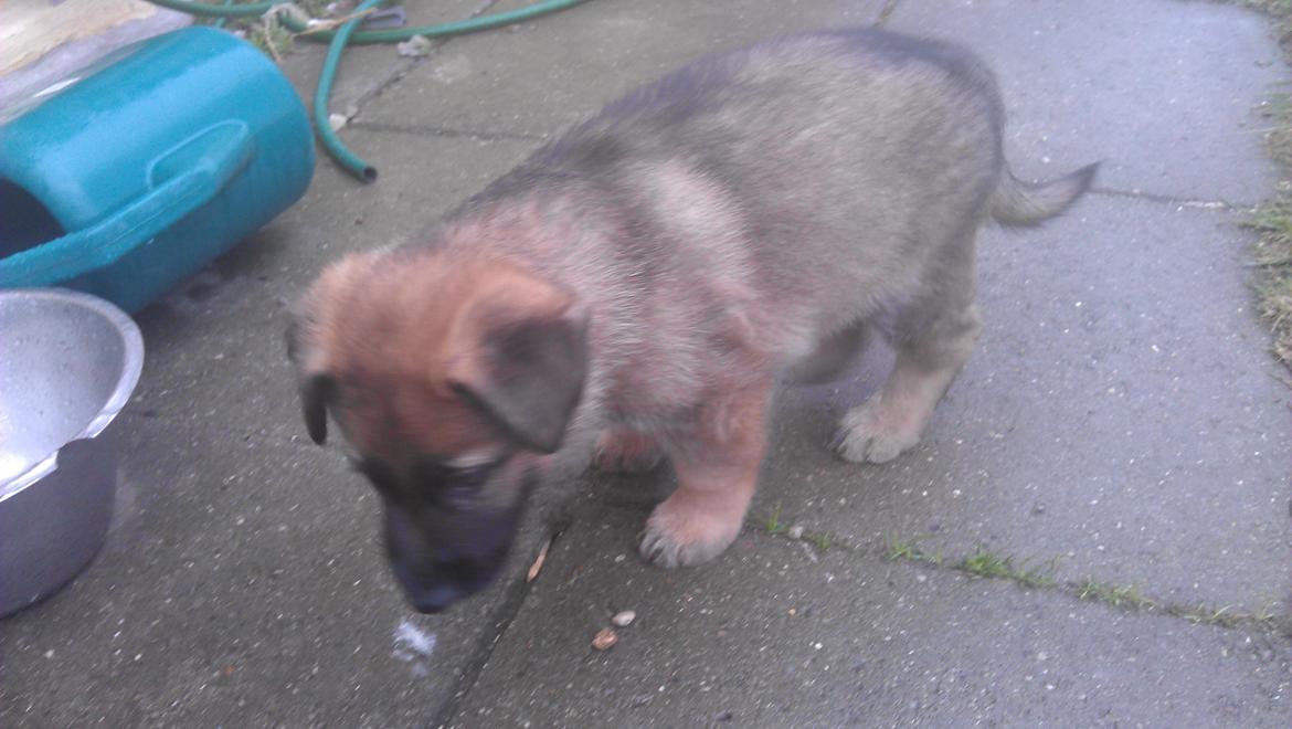Schæferhund kegean  billede 6