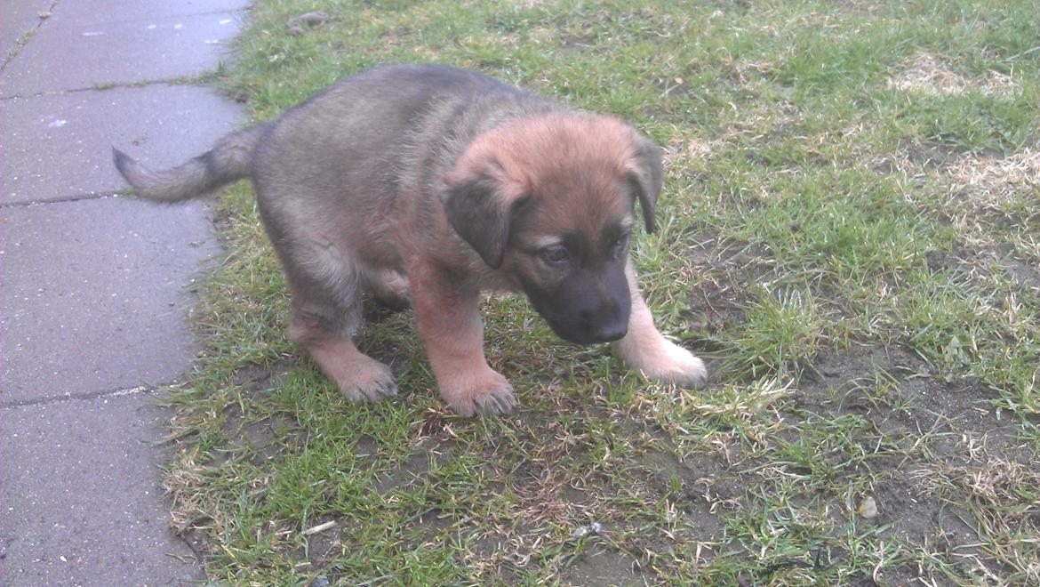 Schæferhund kegean  billede 2