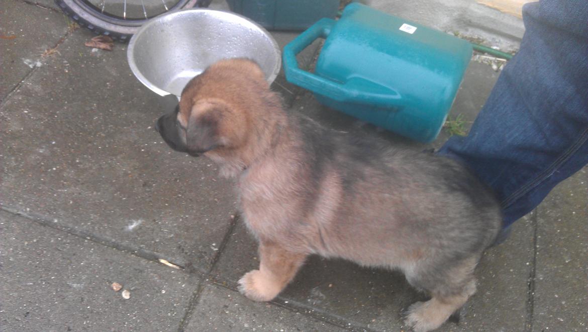 Schæferhund kegean  billede 9