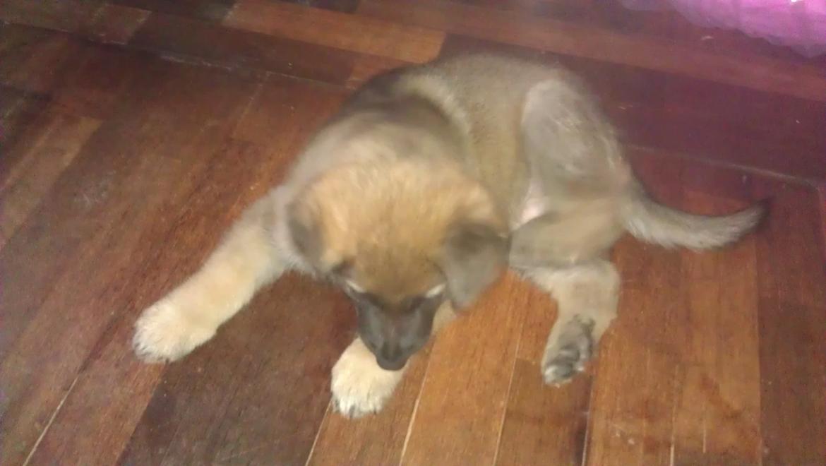 Schæferhund kegean  billede 10