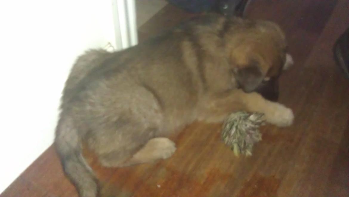 Schæferhund kegean  billede 11
