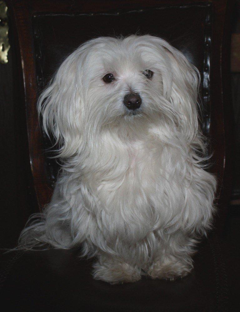 Malteser LULU billede 1