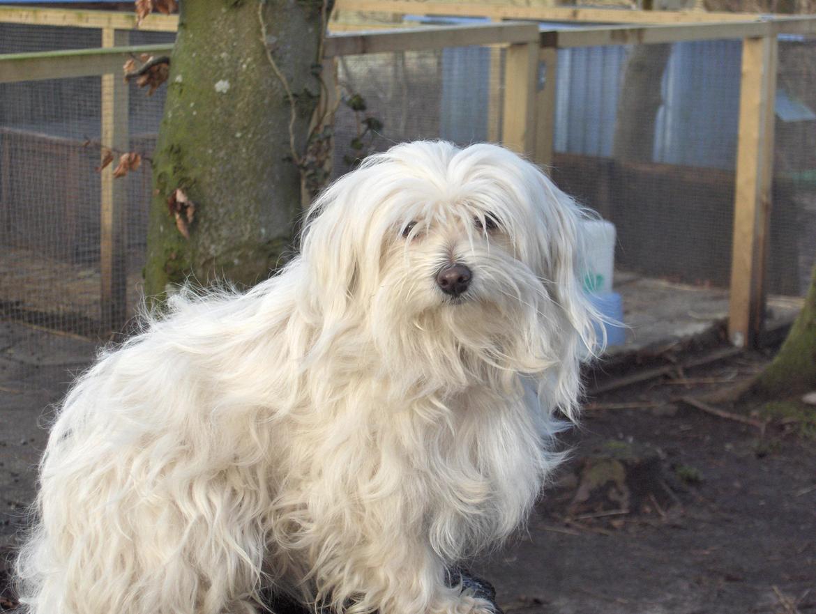 Malteser LULU billede 2